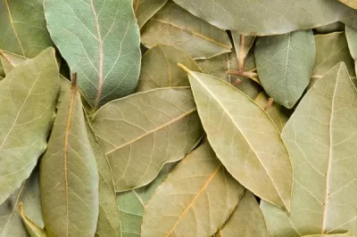 Bay Leaf Extract (Laurus nobilis L.) – Greenext Certified B2B Supply
